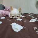 チワワMIX