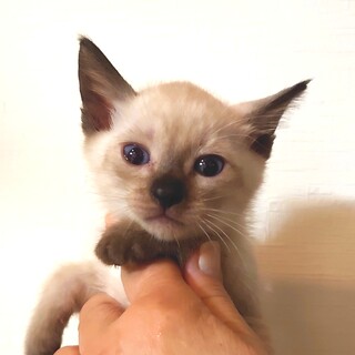 超可愛いシャムミックスのミルクです！