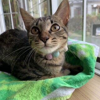 ⑨ミニー　メス　人好きの甘えん坊　