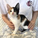 人馴れバッチリ甘えん坊の兄妹たらこちゃん