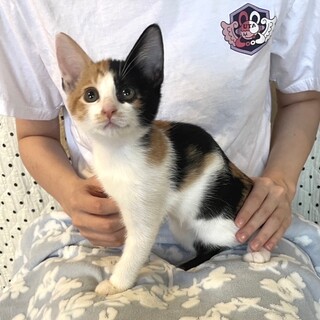 人馴れバッチリ甘えん坊の兄妹たらこちゃん