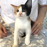 人馴れバッチリ甘えん坊の兄妹たらこちゃん サムネイル2