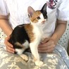 人馴れバッチリ甘えん坊の兄妹たらこちゃん サムネイル3
