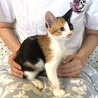 人馴れバッチリ甘えん坊の兄妹たらこちゃん サムネイル4