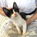 人馴れバッチリ甘えん坊の兄妹こんぶ君