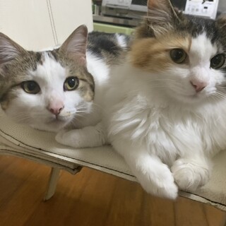 完全室内飼い　とっても仲良し三毛猫　姉妹2匹