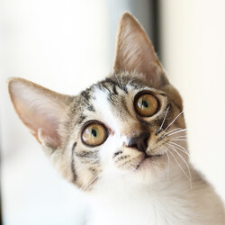 猫と遊べる譲渡会 サムネイル2