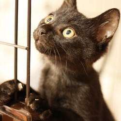 猫と遊べる譲渡会 サムネイル3