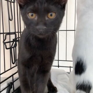 お転婆娘のグリューちゃん