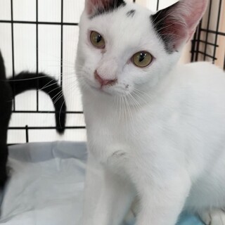 食いしん坊のクリスくん