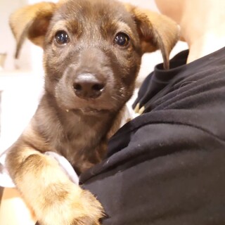 ずんぐりむっくり元気いっぱい♥大型犬の子犬