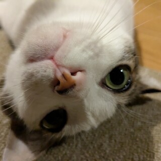 抱っこ大好き大福くん