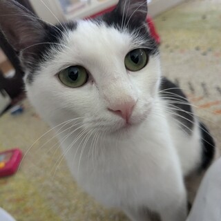 超おてんばマミちゃん