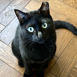【9/22⭐️堺東にて譲渡会】参加猫あんこちゃん