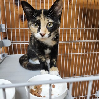 三毛猫ちゃん4カ月女の子