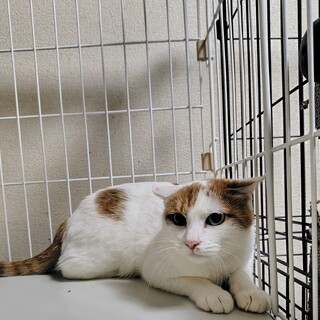 ビッグママ★みたらしママ★人馴れ訓練中