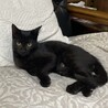 甘えっ子な黒猫ちゃん サムネイル2