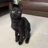 甘えっ子な黒猫ちゃん サムネイル3