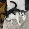 甘えっ子な黒猫ちゃん サムネイル4