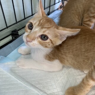 人馴れ抜群！4兄妹⭐︎うたくん