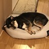 ちょっとだけ大きめの豆柴(黒) サムネイル4