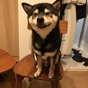 ちょっとだけ大きめの豆柴(黒) サムネイル6