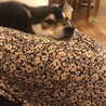 ちょっとだけ大きめの豆柴(黒) サムネイル2