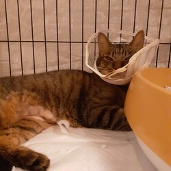 「【さんご君】と【凪君】の治療経過報告」サムネイル2