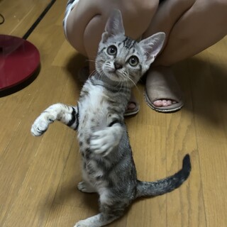 ドムくんトライアル中です