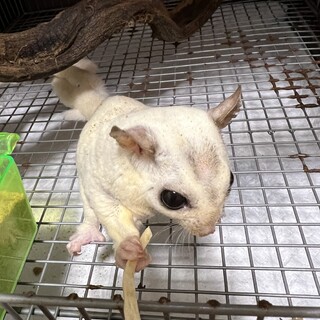 フクロモモンガ♂  モザイク、プラチナなど里親募集