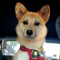 宮古島から来ましたリバティちゃん