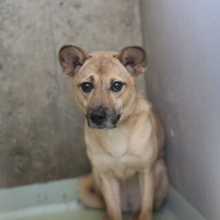 甘えんぼの構ってちゃんのポテトちゃん