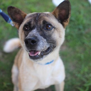 元気いっぱい！甘えん坊の男の子♪ ゾロくん