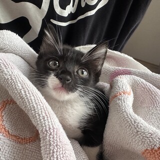 1ヶ月半くらいの子猫