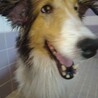 シェルティの女の子　アンナちゃん４歳位 サムネイル2
