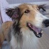 シェルティの女の子　アンナちゃん４歳位 サムネイル3