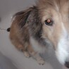 シェルティの女の子　アンナちゃん４歳位 サムネイル4