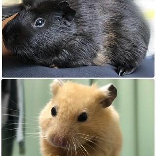 【急募・2匹一緒に】モルモット・ハムスター