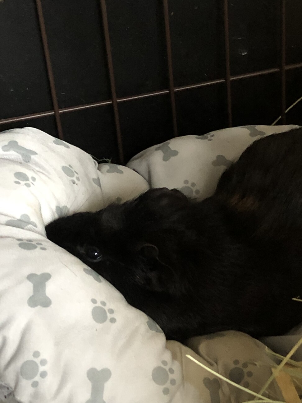 【急募・2匹一緒に】モルモット・ハムスター サムネイル2