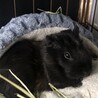 【急募・2匹一緒に】モルモット・ハムスター サムネイル3