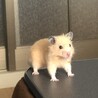【急募・2匹一緒に】モルモット・ハムスター サムネイル5