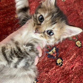 【二匹姉妹で】三毛仔猫とさび仔猫1カ月半離乳済み