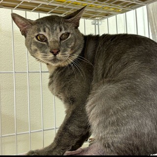 シルバ⭐︎グレー猫⭐︎５歳⭐︎男の子