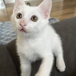 やんちゃで元気いっぱいおもちくん