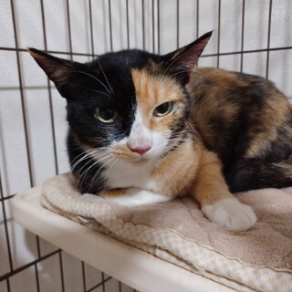 9/22稲毛海岸ෆ⃛抱っこOKෆ⃛双葉ちゃん