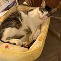 クレタ・クノックス