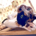 MIMITAN