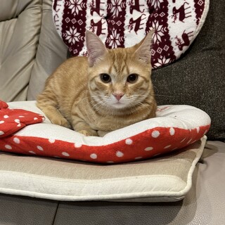 短足マンチカン×ロシアンブルーのMIX元気な男の子