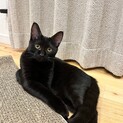 私、兄弟の分も精一杯生きるの！シャムス