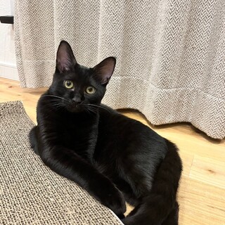 私、兄弟の分も精一杯生きるの！シャムス